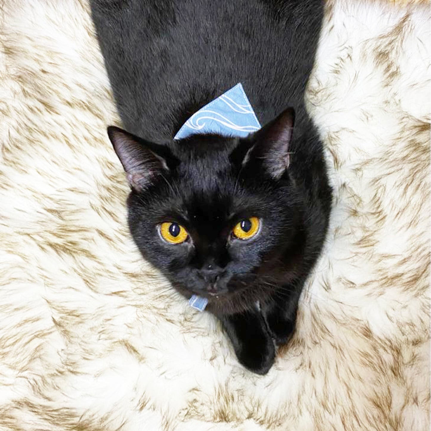 Black Cat pet bandana