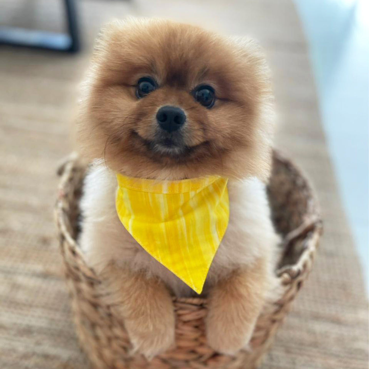 Pomeranian dog bandana